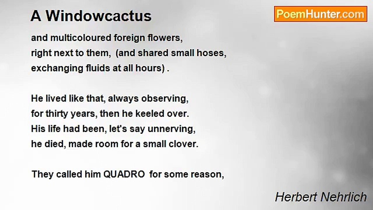 Herbert Nehrlich - A Windowcactus