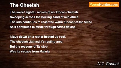 N.C Cusack - The Cheetah