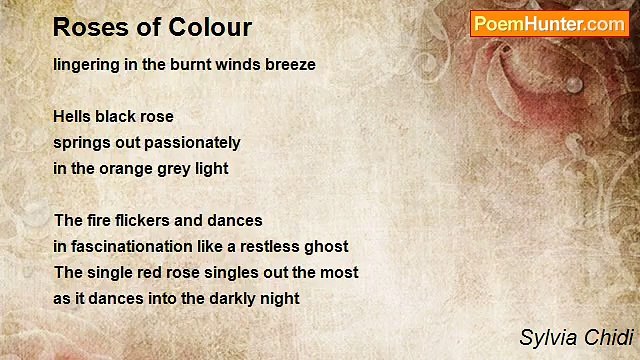 Sylvia Chidi - Roses of Colour