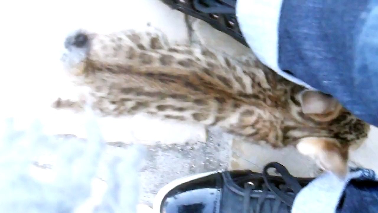 Manekineko Jagger 7 weeks