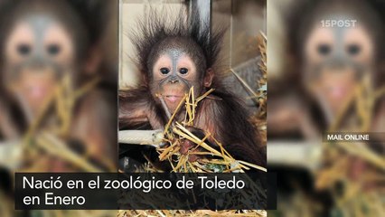 Orangutanes, instinto maternal