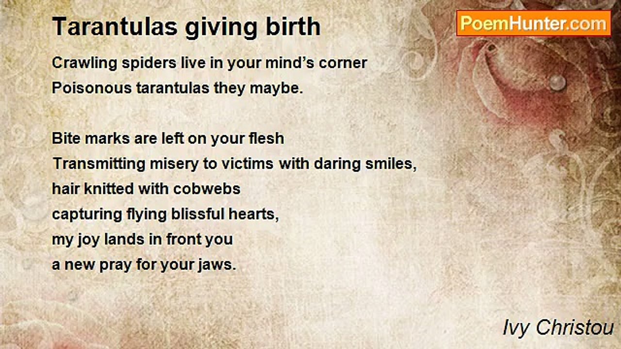 Ivy Christou - Tarantulas giving birth