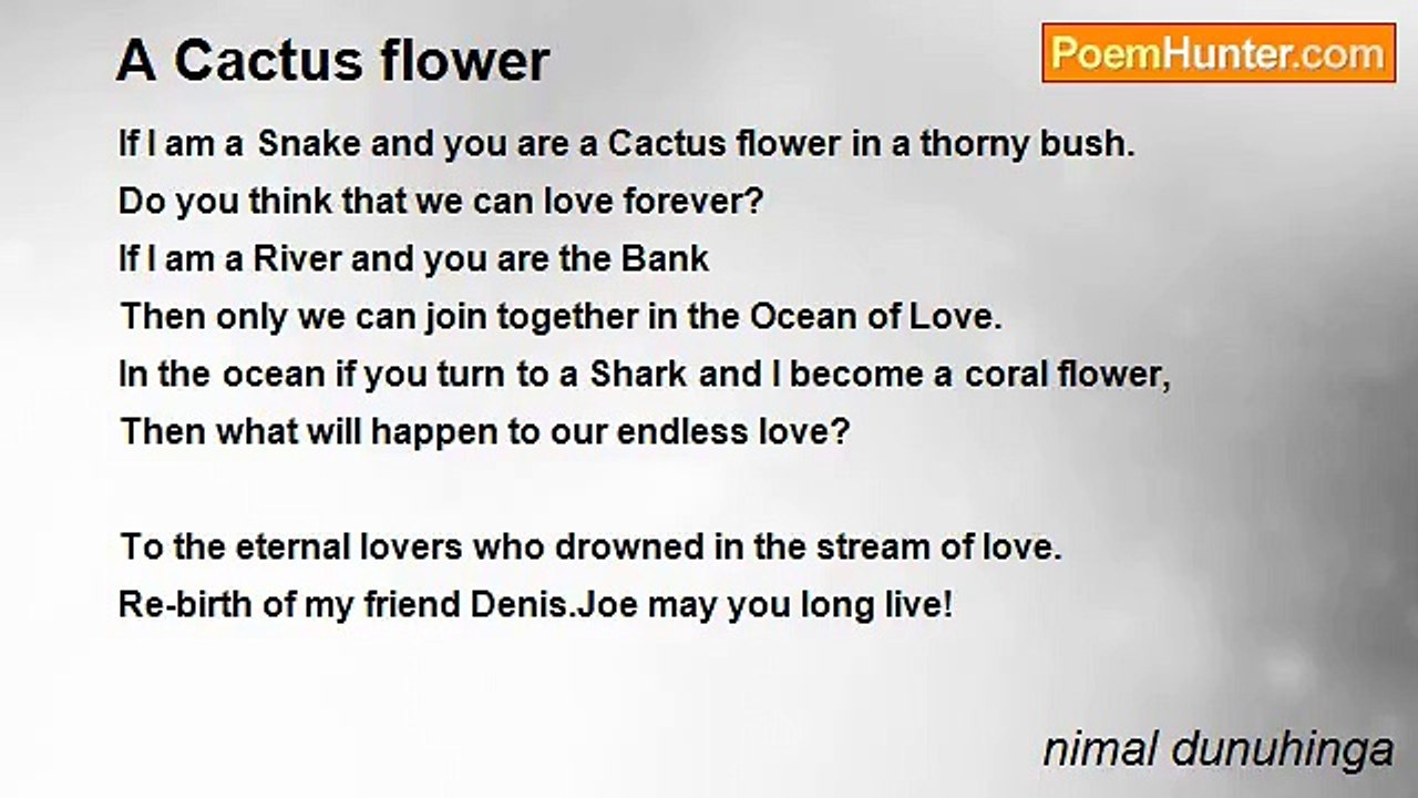 nimal dunuhinga - A Cactus flower