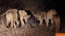 Porcupine Expertly Fends Off Pack of 17 Lions