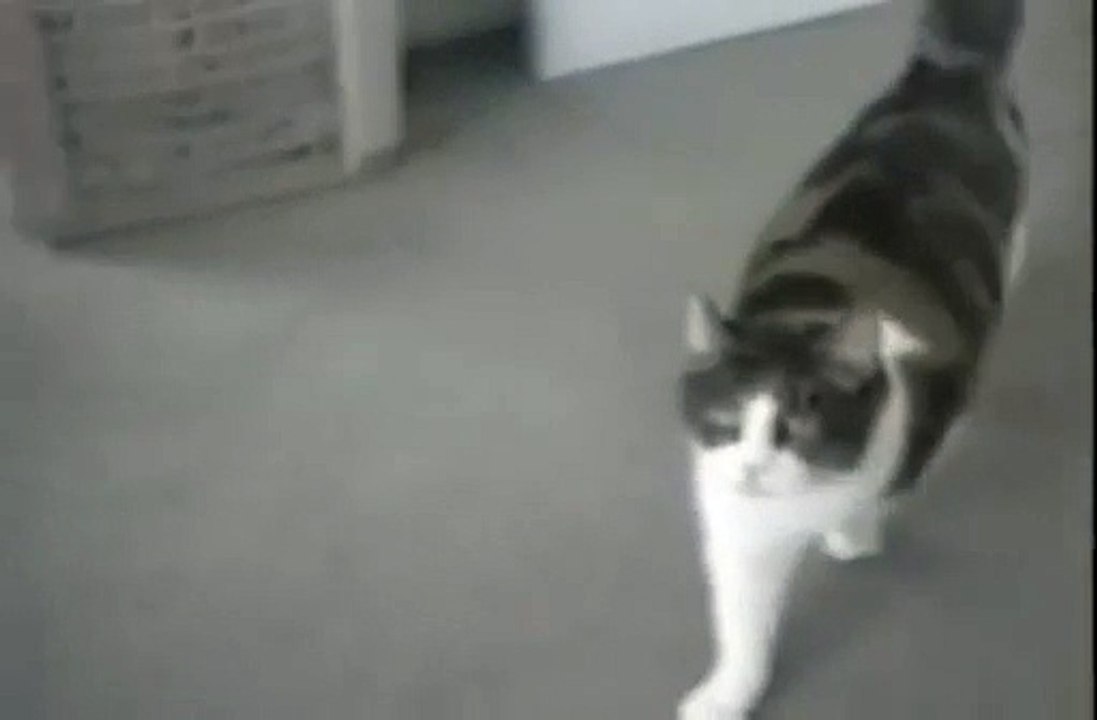 Kriz Geçiren Kedi