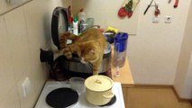 Un chat fait pipi dans une friteuse! Tu veux des frites?!