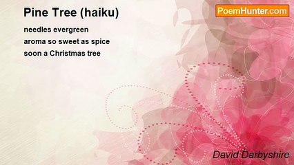 David Darbyshire - Pine Tree (haiku)