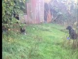 Simmy labrador puppy learns not to eat chickens when they come out.