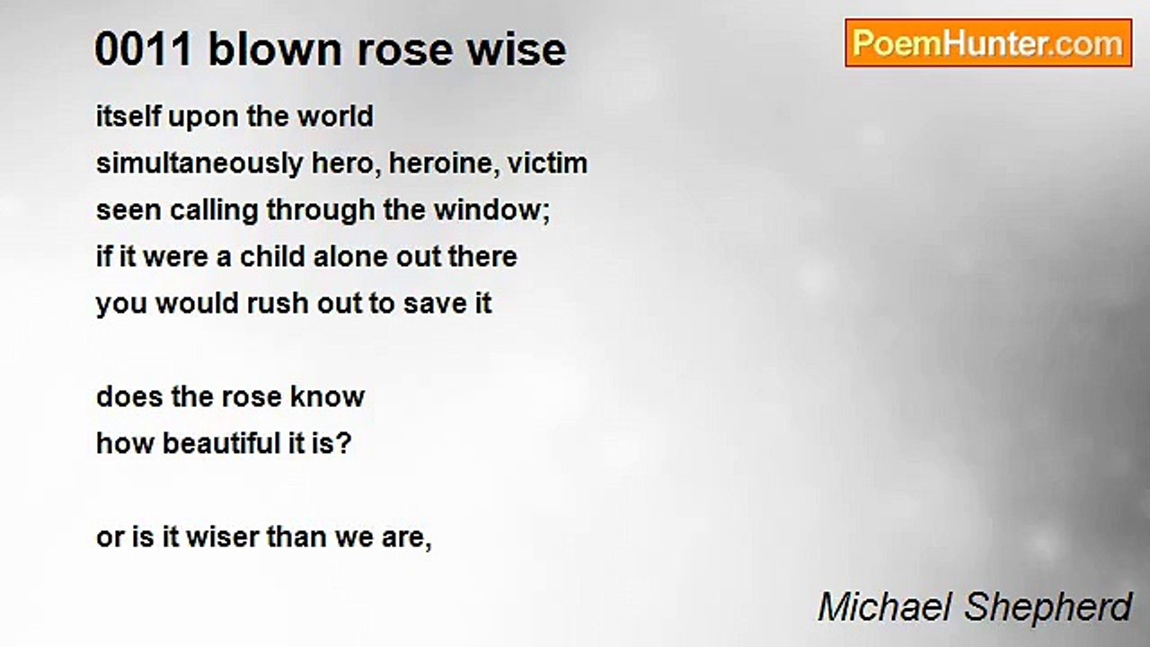 Michael Shepherd - 0011 blown rose wise