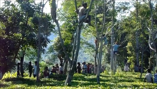 Un éléphant coincé sur le dos sauvé par une équipe de vétérinaires!