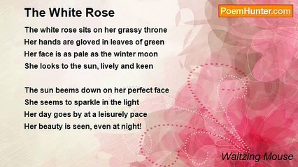Waltzing Mouse - The White Rose