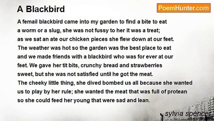 sylvia spencer - A Blackbird