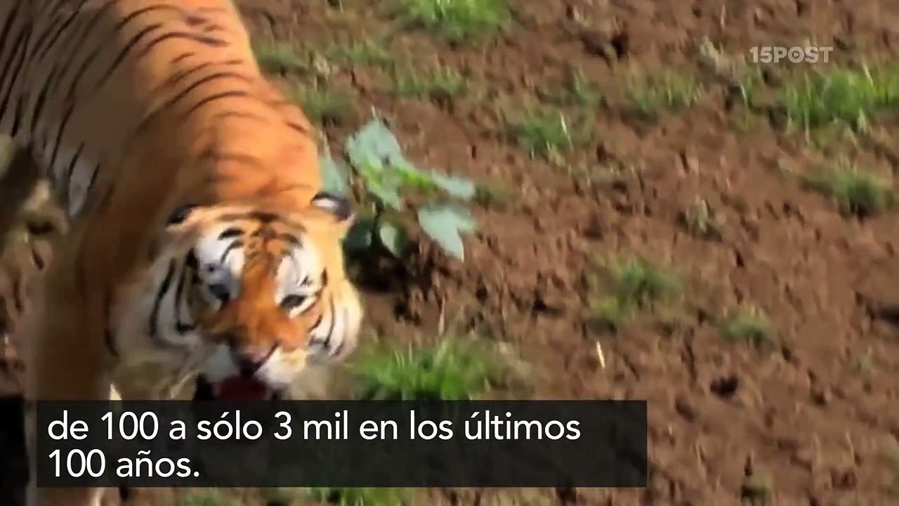 Los tigres ¿cerca de extinguirse?
