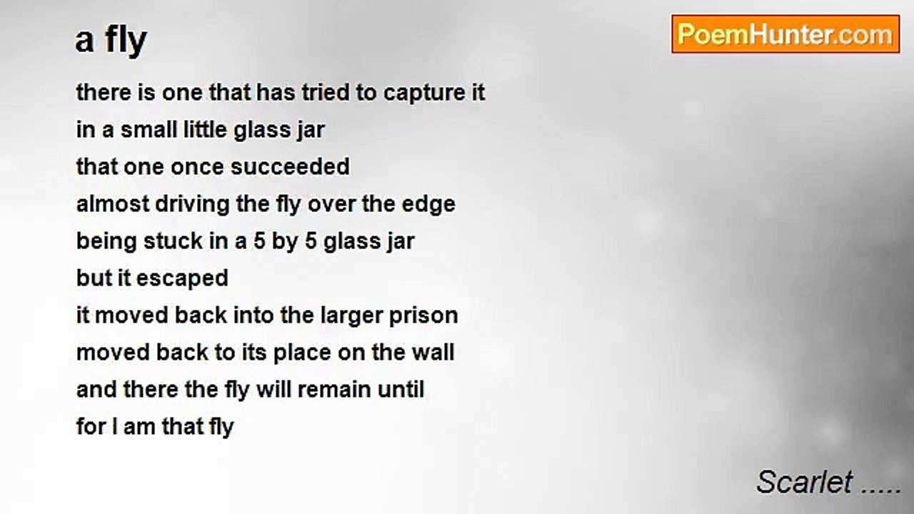 Scarlet ..... - a fly