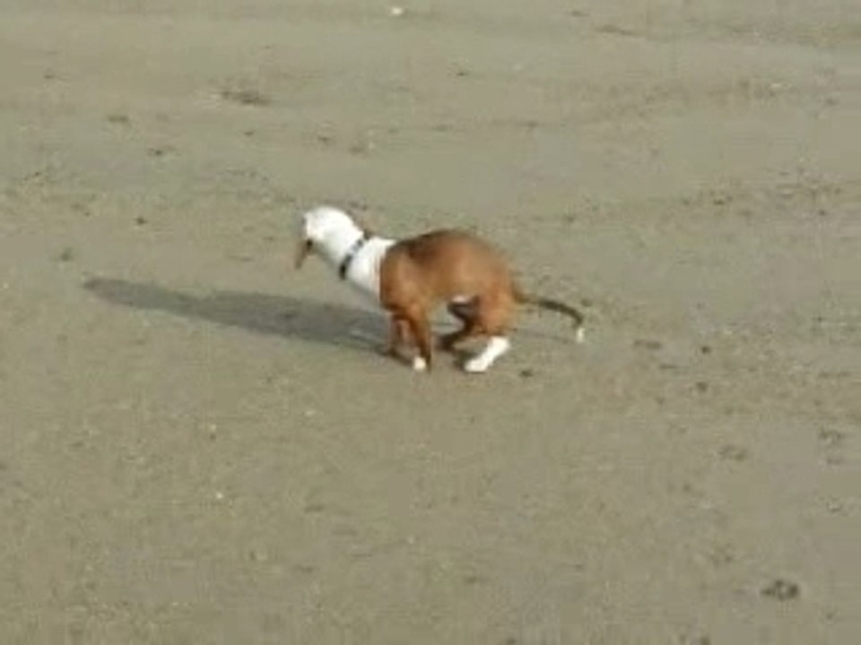 Biloute donne à manger aux poissons