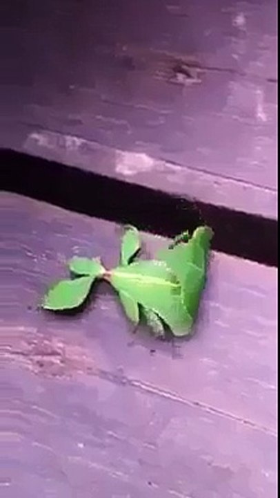 wow