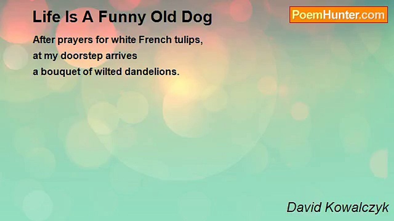 David Kowalczyk - Life Is A Funny Old Dog