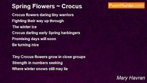 Mary Havran - Spring Flowers ~ Crocus