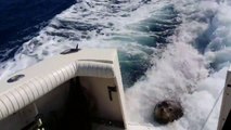 Un lion de mer rackette des pêcheurs sur un bateau