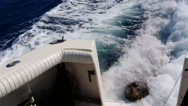 Un lion de mer rackette des pêcheurs sur un bateau