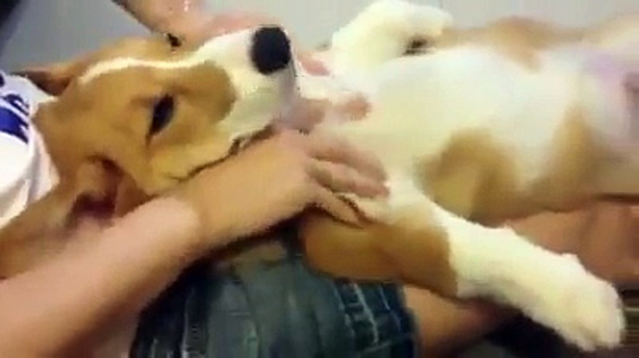 Dog Massage...