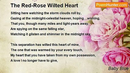 Baby Blue - The Red-Rose Wilted Heart