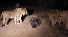 Brave Little Porcupine vs Hungry Lions