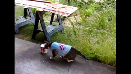 [+18 ~ Sexy Funny Girl]Cat Faints After Smelling Paint