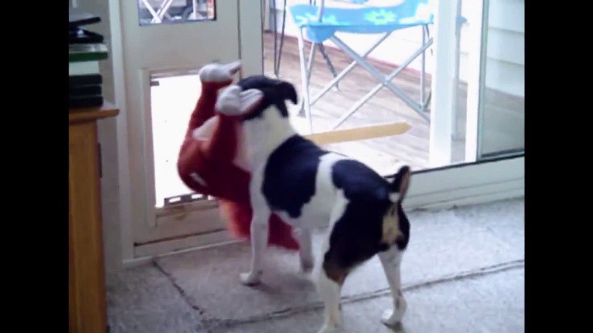 Sexydog video