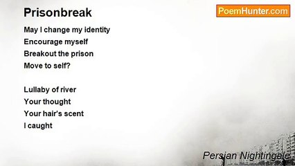 Persian Nightingale - Prisonbreak