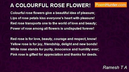 Ramesh T A - A COLOURFUL ROSE FLOWER!