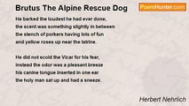 Herbert Nehrlich - Brutus The Alpine Rescue Dog