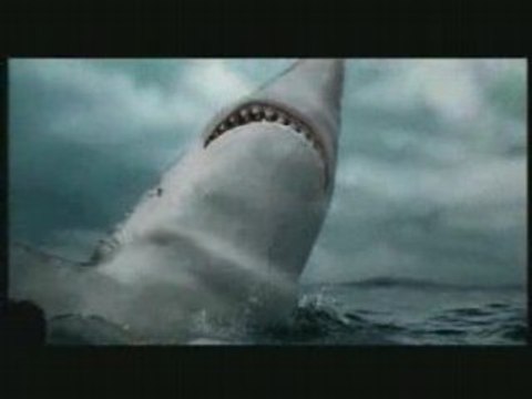 Regis le grand requin blanc