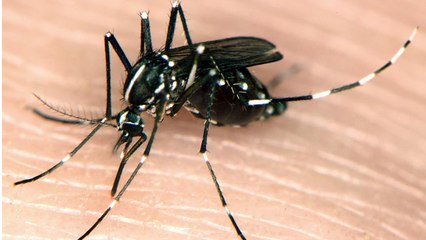 WARNING: CHIKUNGUNYA MOSQUITOES ARE NOW IN SOUTHERN CALIFORNIA