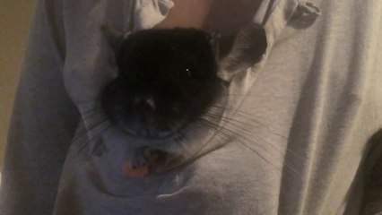 Chinchilla Eating Vitamin C in My Shirt!