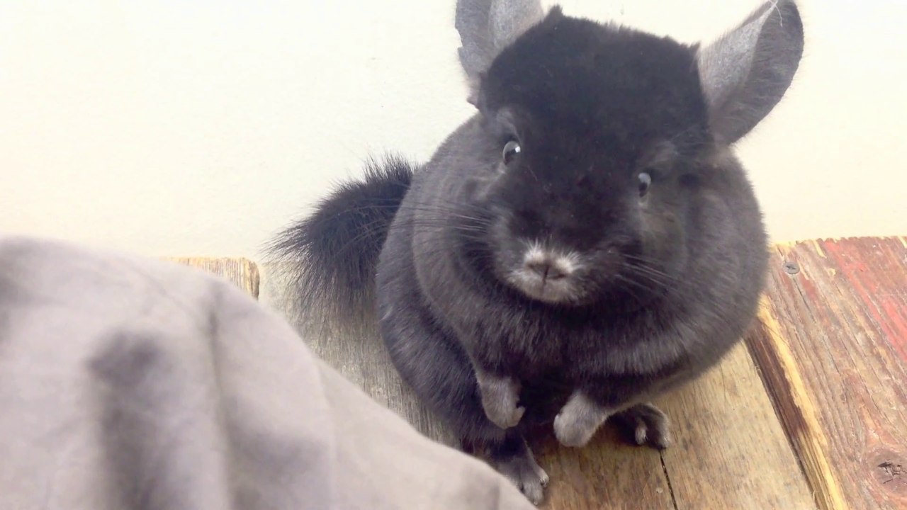 Chinchilla in a Blanket!