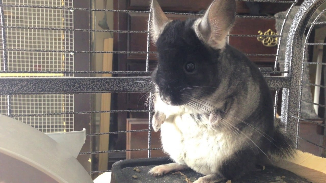 CUTEST Chinchilla: A Night in the Life!