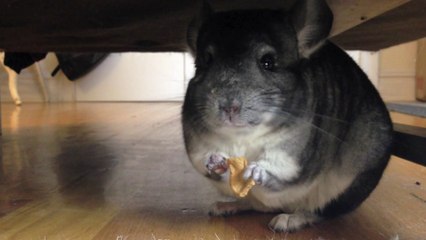 CUTEST Chinchilla Eating an Apple Slice!