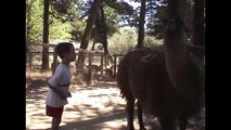 [ 18 ~ Sexy Funny Girl]Llama Spits On Kid