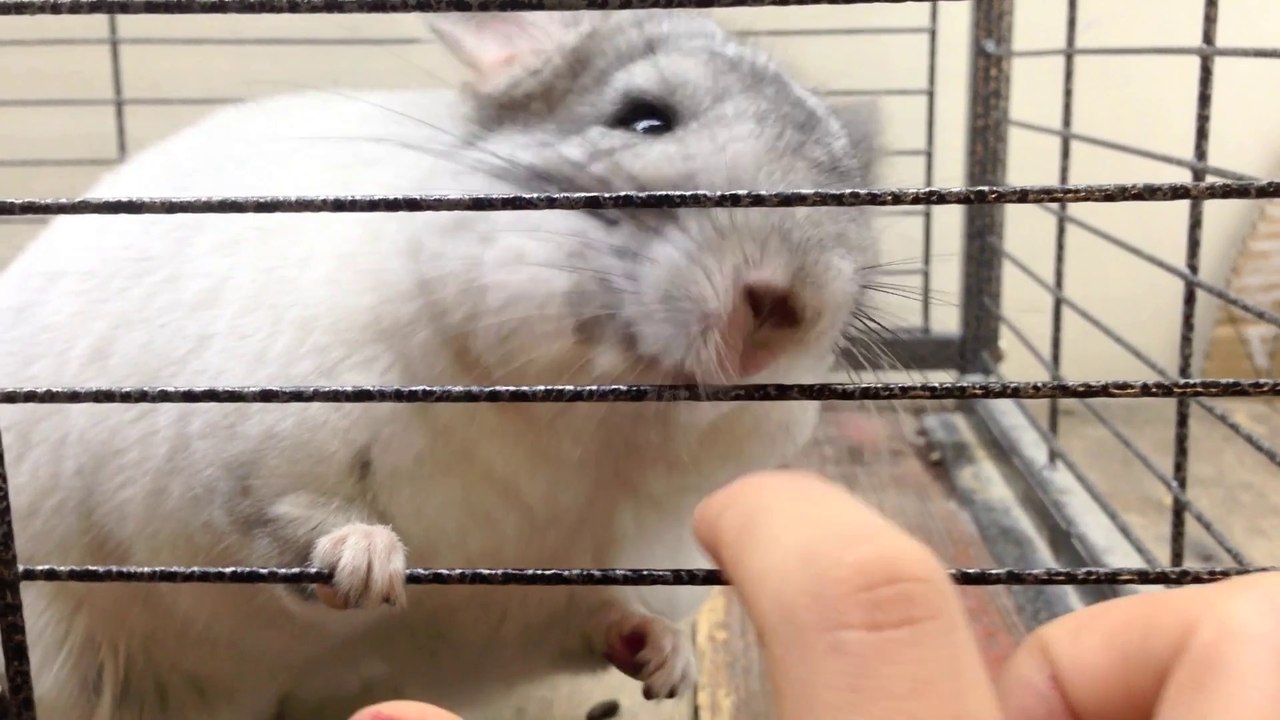 Chinchilla Bite Fail!