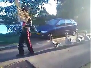 Ducks Marching With A Band