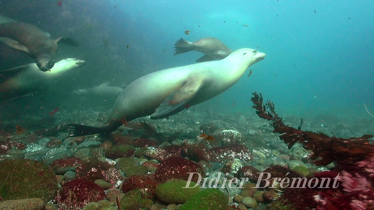 Comme au cirque Une otarie de californie