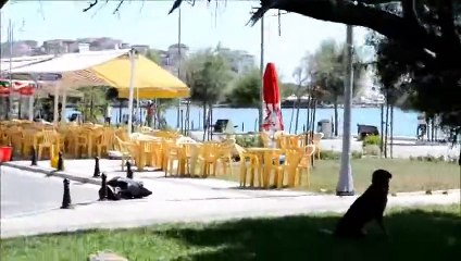 Silivri'de Sokak köpeği tehlike saçtı