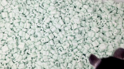 Chinchillas "Swimming" in a Tub!