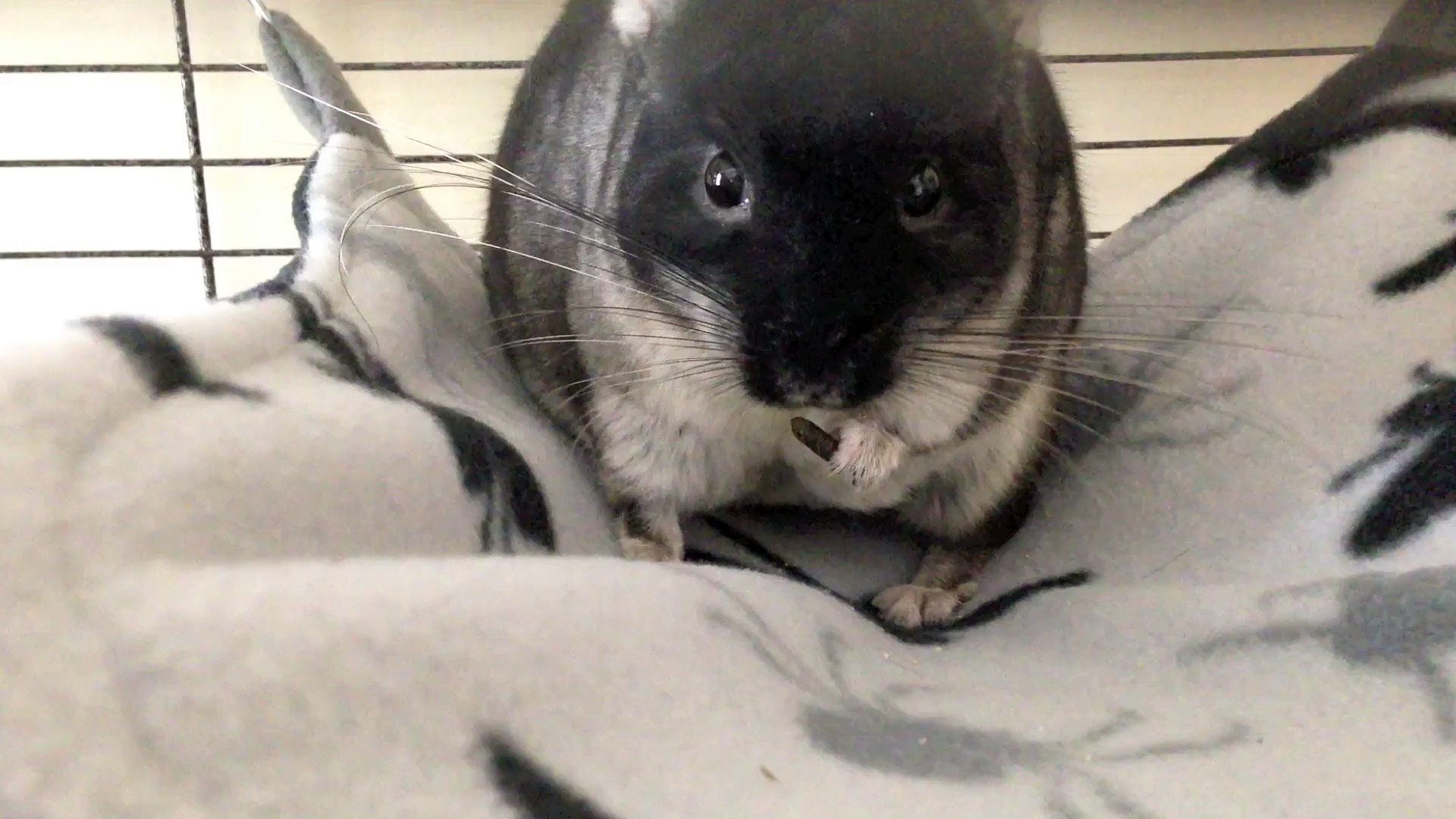 Do Chinchillas Throw Poop
