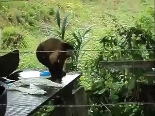 Monkey Washing Cloths