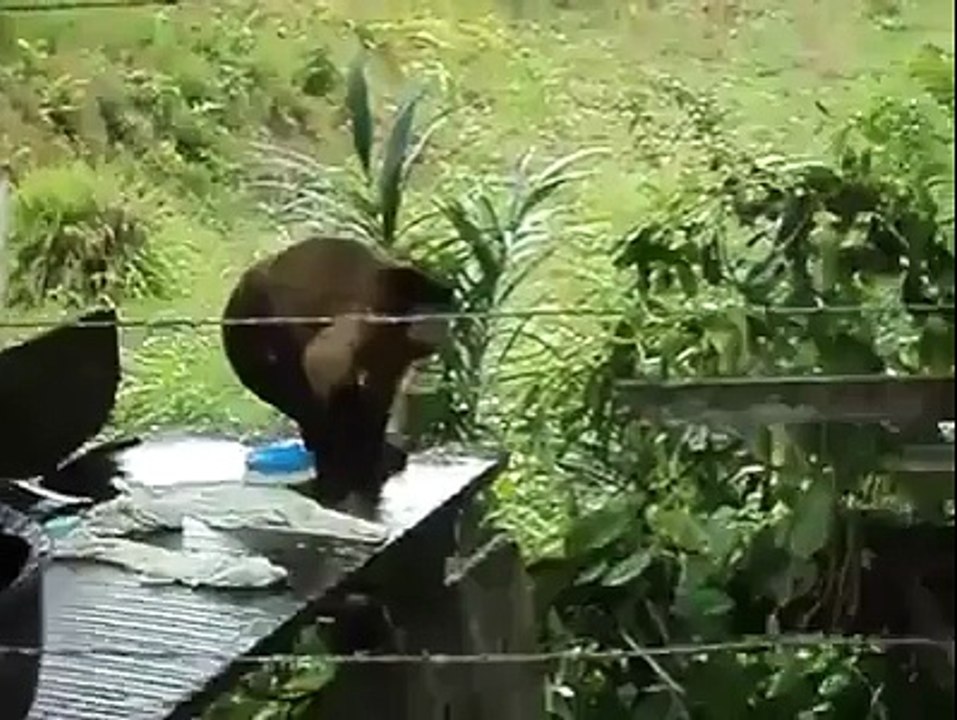 Monkey Washing Cloths