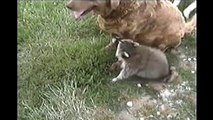 [+18 ~ Sexy Funny Girl]Dogs and Raccoon Are Friends
