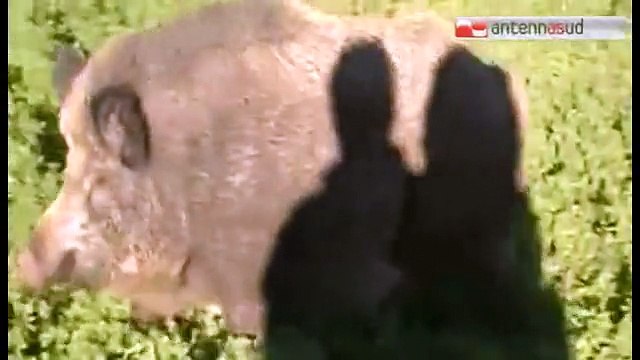 TG 07.11.14 Coldiretti Taranto lancia l'allarme, scorribande di lupi e cinghiali in provincia