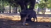 [ 18 ~ Sexy Funny Girl]Cute Animals Cuddling With Each Other Compilation